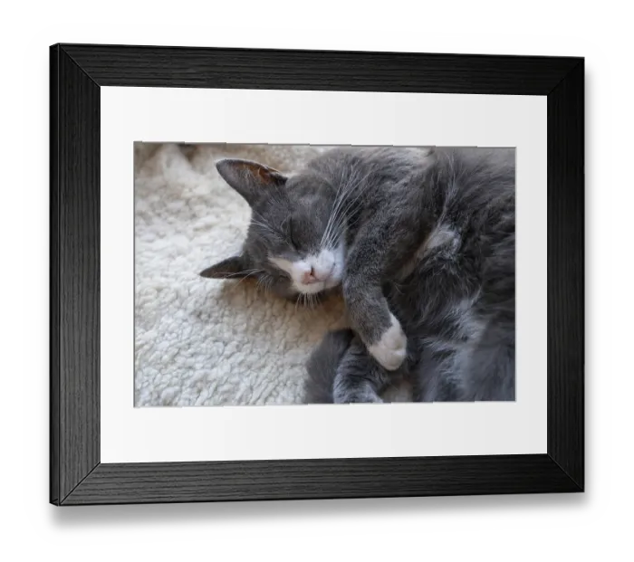 Framed Print : Sleeping, dreaming cat, Close up Framed Print : Sleeping, dreaming cat, Close up
