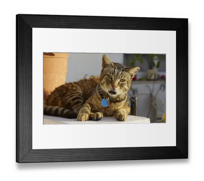Framed Print : Tabby cat lying relaxed next to a terracotta pot in the sunlight