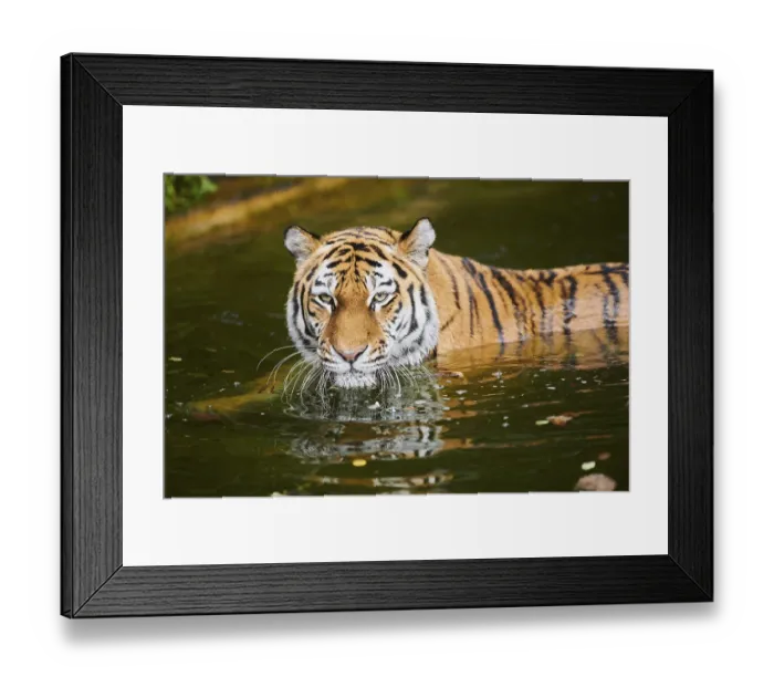 Framed Print : Siberian tiger (Panthera tigris altaica) Framed Print : Siberian tiger (Panthera tigris altaica)