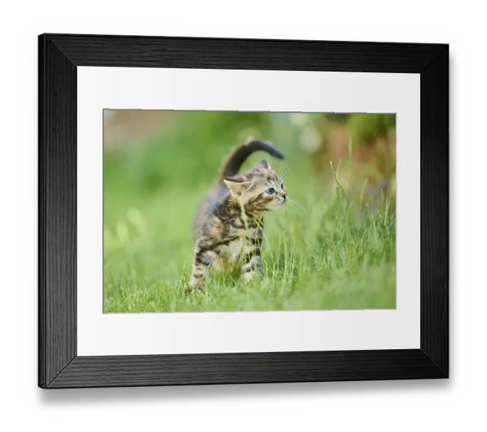 Framed Print : Bengal cat, domestic cat, kitten standing on a meadow Framed Print : Bengal cat, domestic cat, kitten standing on a meadow