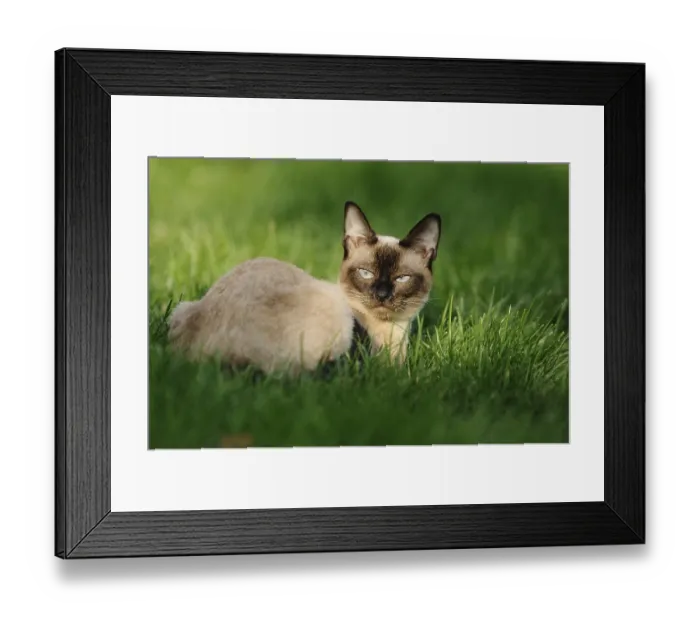 Framed Print : Siamese cat lying relaxed on a sunny green meadow Framed Print : Siamese cat lying relaxed on a sunny green meadow