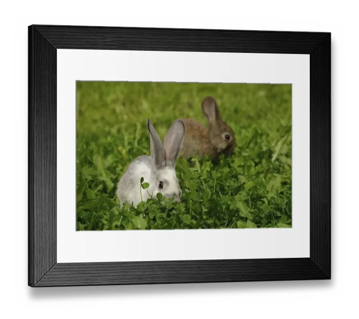 Framed Print : A white and a brown hare sitting in the grass Framed Print : A white and a brown hare sitting in the grass
