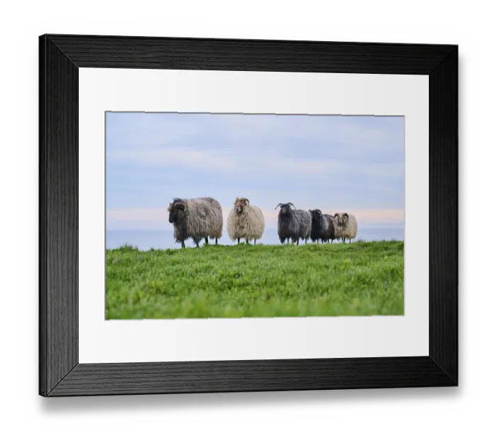 Framed Print : Domestic sheep (Ovis aries) Heidschnucke moorland sheep on a meadow Framed Print : Domestic sheep (Ovis aries) Heidschnucke moorland sheep on a meadow