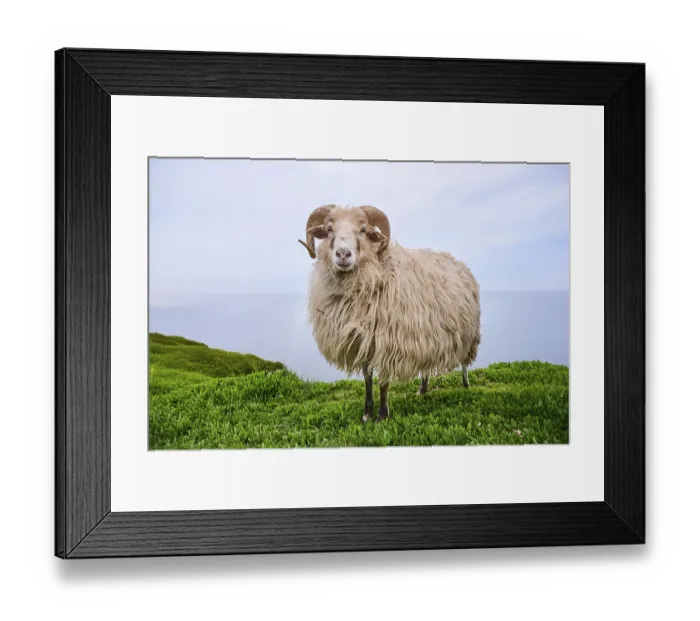 Framed Print : Domestic sheep (Ovis aries) Heidschnucke moorland sheep on a meadow Framed Print : Domestic sheep (Ovis aries) Heidschnucke moorland sheep on a meadow