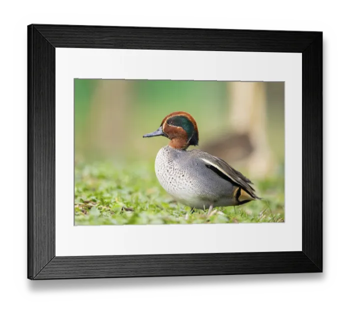 Framed Print : Eurasian teal (Anas crecca) male walking on a meadow