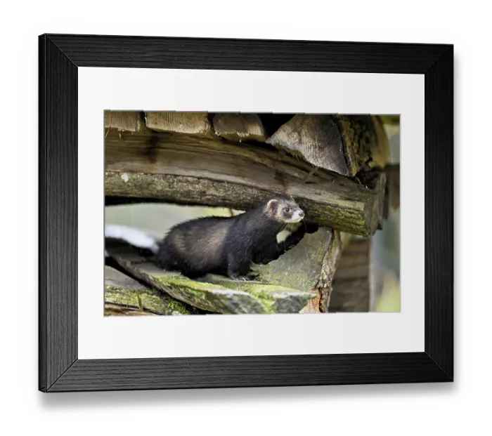 Framed Print : European polecat (Mustela putorius) also called ferret Framed Print : European polecat (Mustela putorius) also called ferret