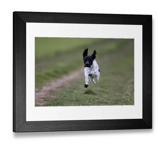 Framed Print : German Shorthair, (Canis lupus familiaris)