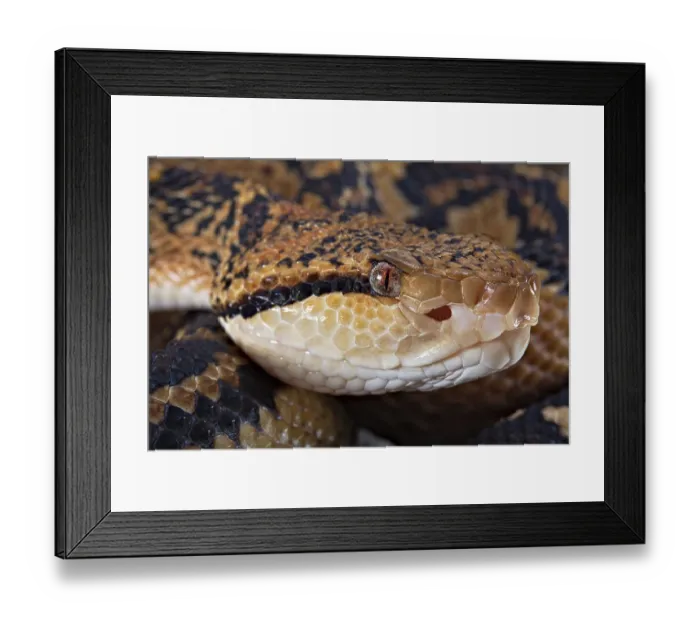 Framed Print : Bushmaster (Lachesis muta) French Guyana