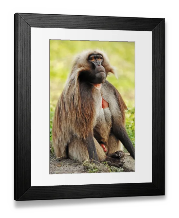 Framed Print : Gelada Baboon (Theropithecus gelada)