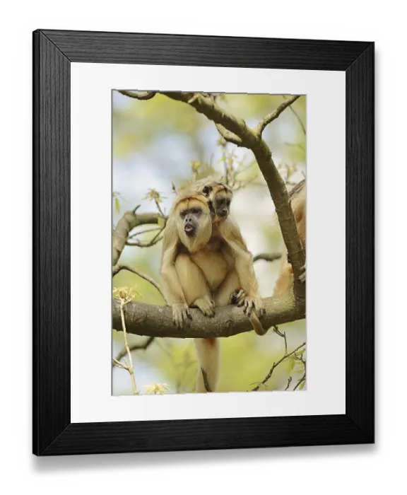 Framed Print : Black howler (Alouatta caraya) Framed Print : Black howler (Alouatta caraya)
