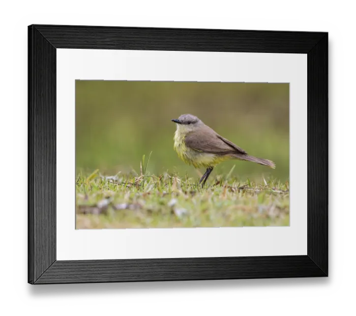 Framed Print : Cattle Tyrant (Machetornis rixosa) perched on the ground in the Atlantic rainforest of southeast Brazil