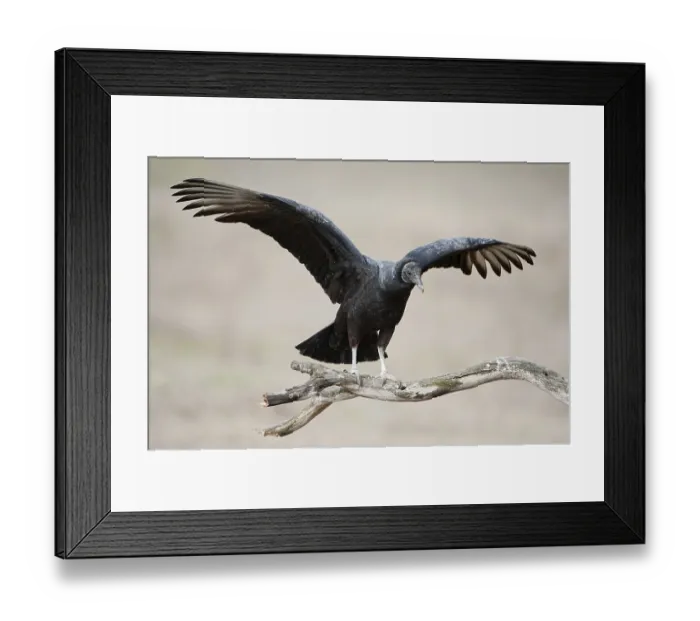 Framed Print : Black Vulture (Coragyps atratus)