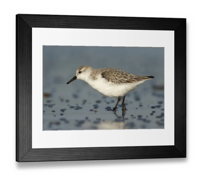 Framed Print : Drieteenstrandloper foerageren
