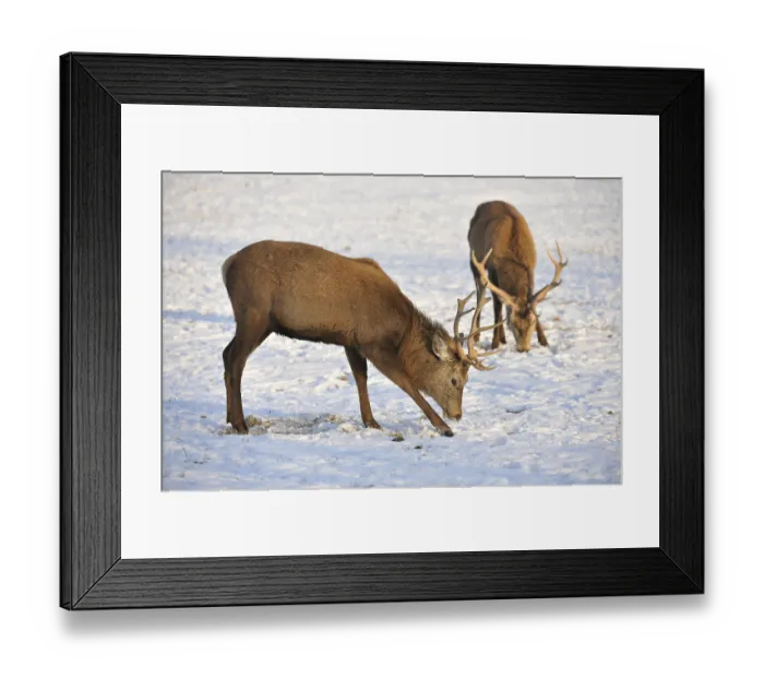 Framed Print : Red deer (Cervus elaphus), stags looking for food under a layer of snow Framed Print : Red deer (Cervus elaphus), stags looking for food under a layer of snow