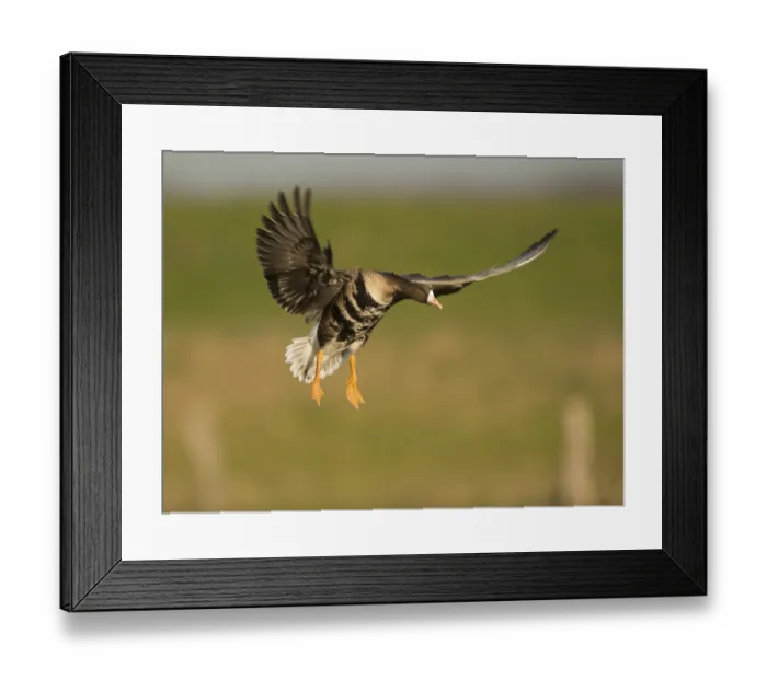 Framed Print : Greater White-fronted Goose (Anser albifrons) in flight