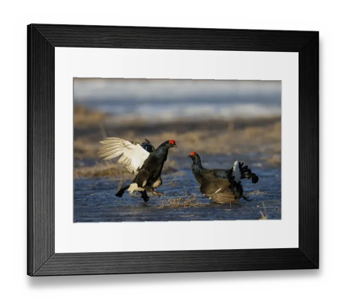 Framed Print : Black Grouse, Black Grouse, Hamra