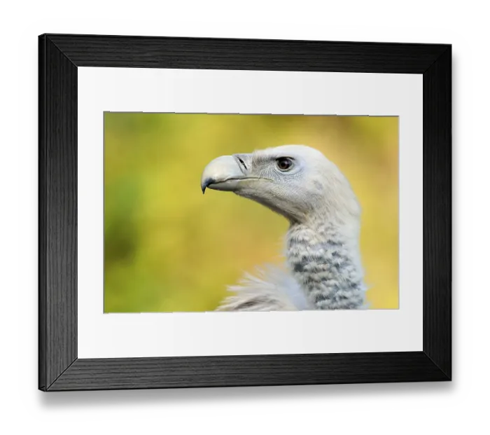 Framed Print : Griffon Vulture or Eurasian Griffon Vulture (Gyps fulvus)