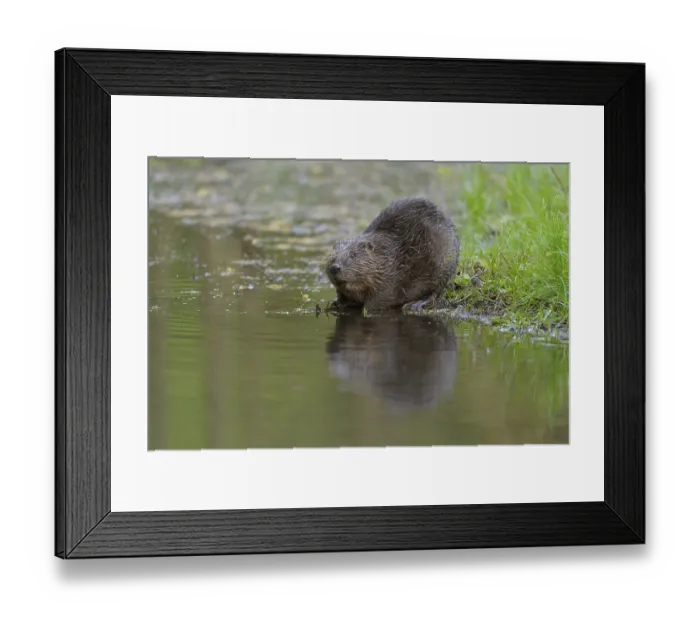 Framed Print : European beaver (Castor fiber) Framed Print : European beaver (Castor fiber)