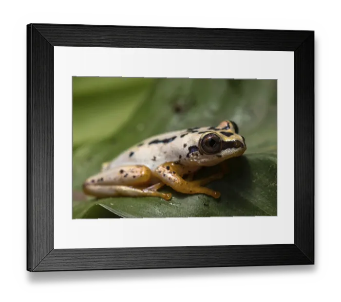 Framed Print : Heterixalus variabilis (Heterixalus variabilis) sits on leaf