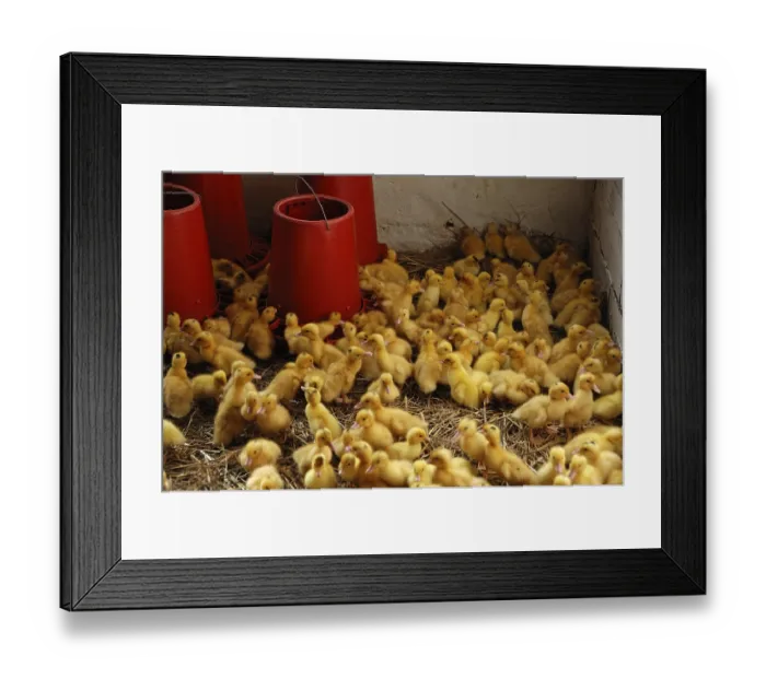 Framed Print : One-day old ducklings at a drinking trough in a stable