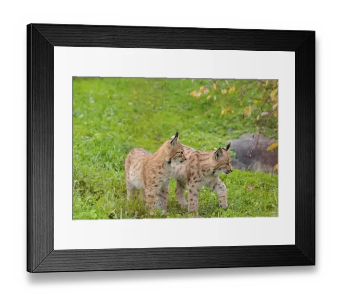 Framed Print : Two young Eurasian lynx (Lynx lynx) play in a green meadow Framed Print : Two young Eurasian lynx (Lynx lynx) play in a green meadow