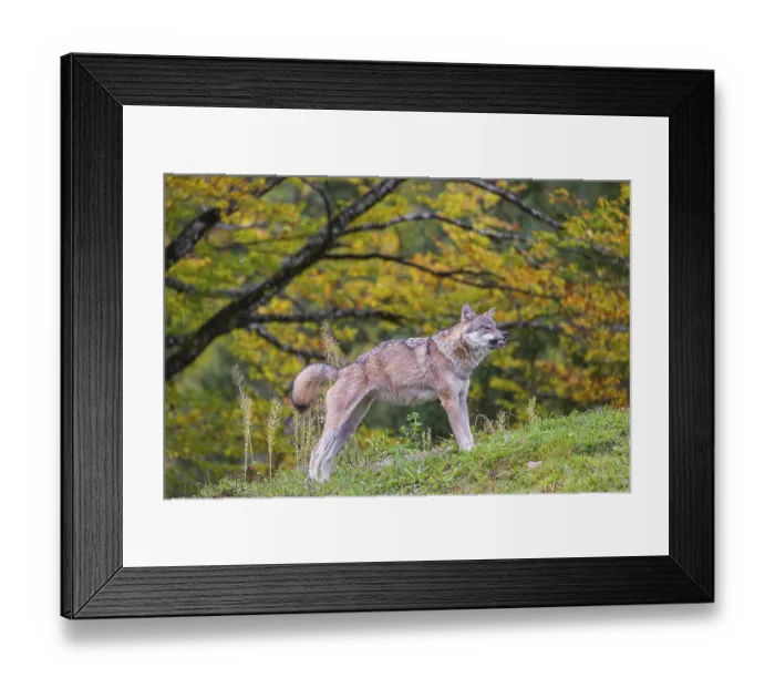 Framed Print : A eurasian gray wolf (Canis lupus lupus) stretches out on a meadow on a hill with a colourful foliage in the background Framed Print : A eurasian gray wolf (Canis lupus lupus) stretches out on a meadow on a hill with a colourful foliage in the background