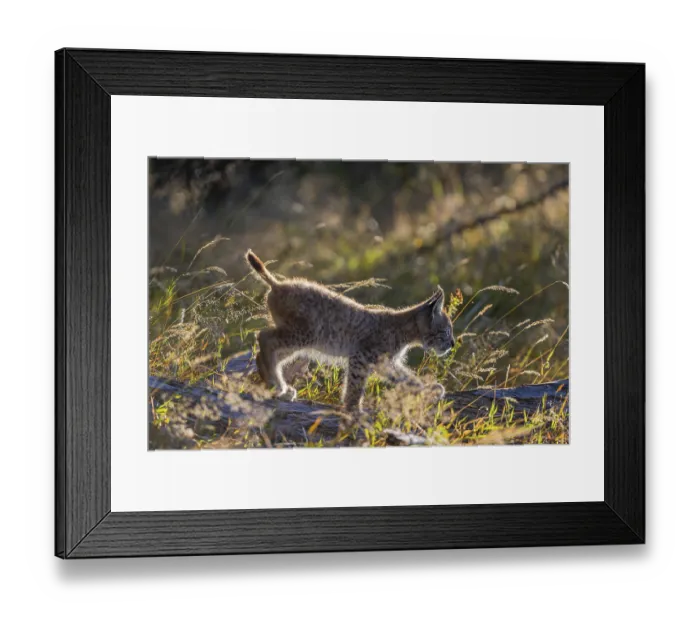 Framed Print : One young (10 weeks old) male Eurasian lynx Framed Print : One young (10 weeks old) male Eurasian lynx