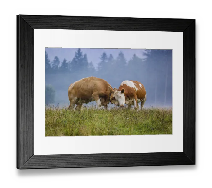 Framed Print : Two Holstein Friesian cows stand fighting in a meadow on a foggy day