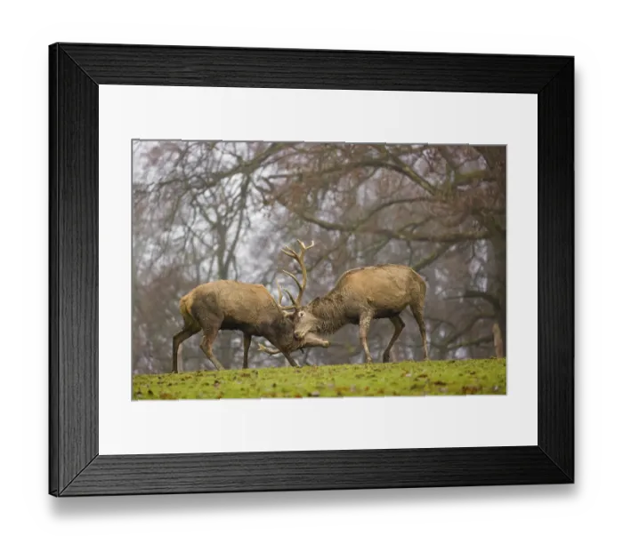 Framed Print : Two red deer (Cervus elaphus) stand in a meadow on a foggy day and playfully fight outside the rutting season Framed Print : Two red deer (Cervus elaphus) stand in a meadow on a foggy day and playfully fight outside the rutting season