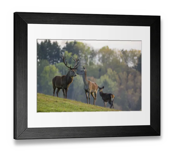 Framed Print : A red deer (Cervus elaphus) family of a stag