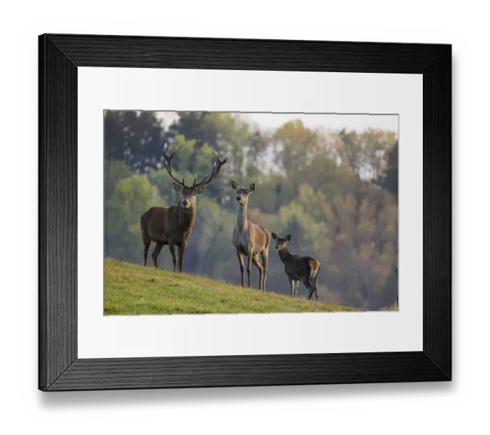 Framed Print : A red deer (Cervus elaphus) family of a stag