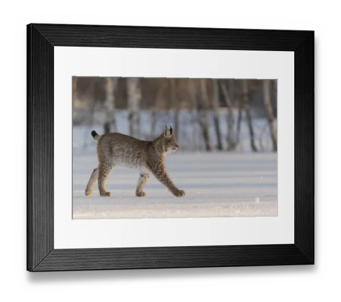 Framed Print : One young male Eurasian lynx, (Lynx lynx)