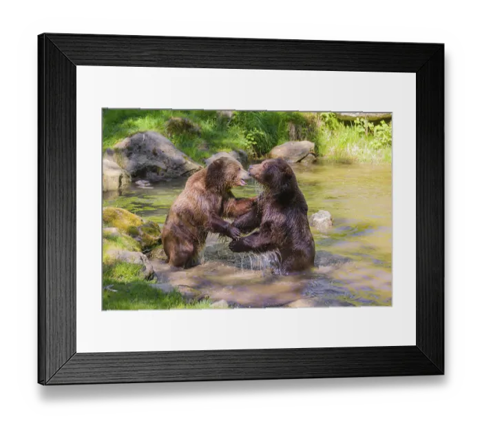 Framed Print : A Eurasian brown bear (Ursus arctos arctos) sow fighting with a big male in a pond