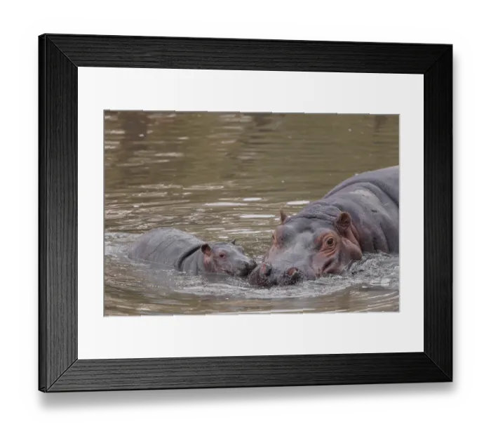 Framed Print : A baby hippopotamus (Hippopotamus amphibius) and its mother swimming in a river