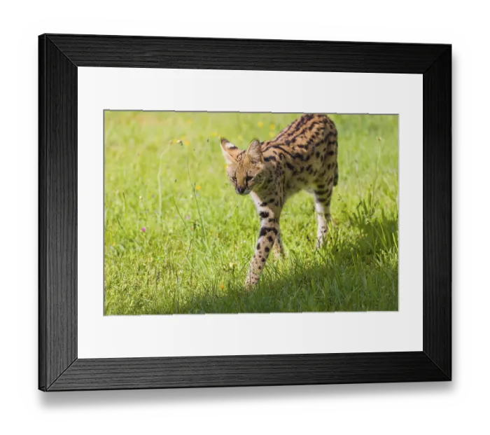 Framed Print : An adult serval, Leptailurus serval Framed Print : An adult serval, Leptailurus serval