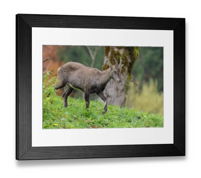 Framed Print : A female ibex (Capra ibex) walks down a hill on a green meadow on a cloudy day