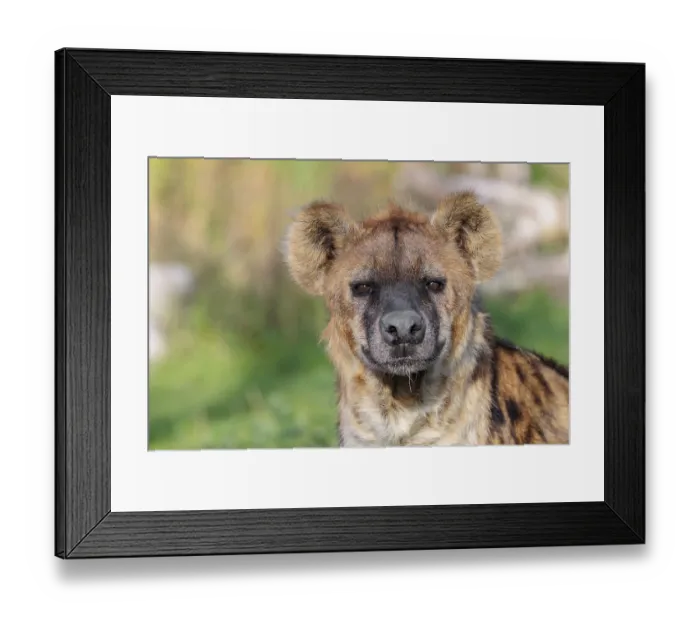 Framed Print : Portrait of a Spotted Hyena (Crocuta crocuta)