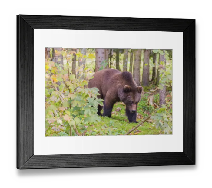 Framed Print : A young male Eurasian brown bear (Ursus arctos arctos) runs through a forest
