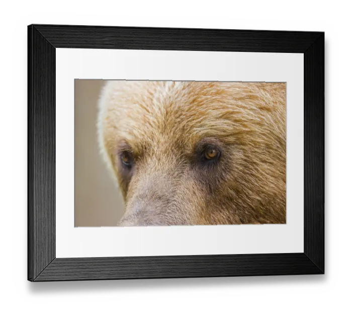 Framed Print : Portrait of a Kamchatka brown bear (Ursus arctos piscator)