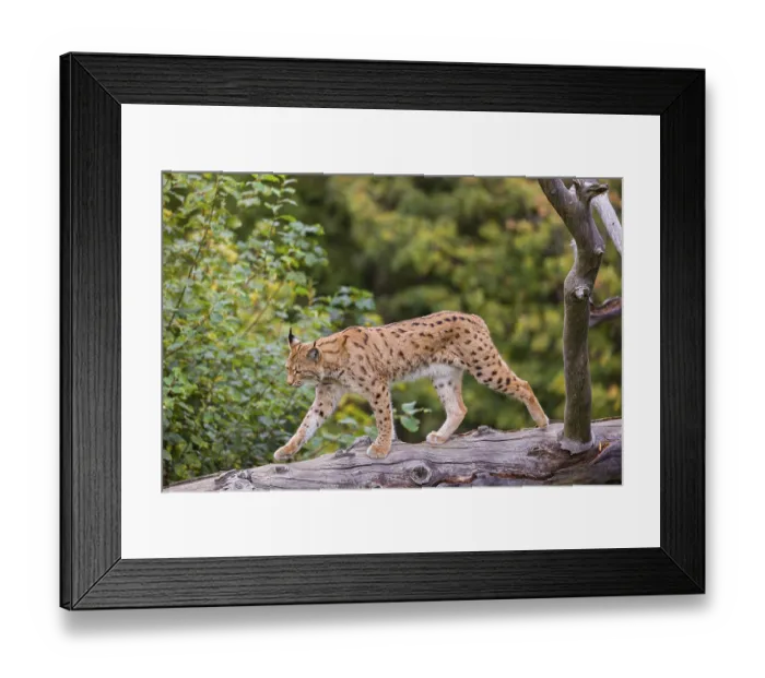 Framed Print : A Eurasian lynx (Lynx lynx) runs down a dead tree lying at an angle