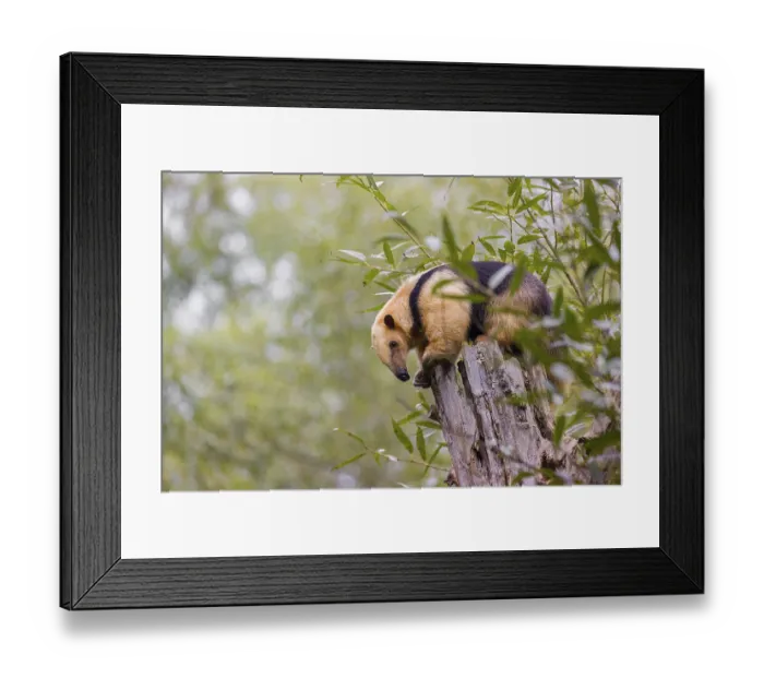 Framed Print : A southern tamandua (Tamandua tetradactyla)