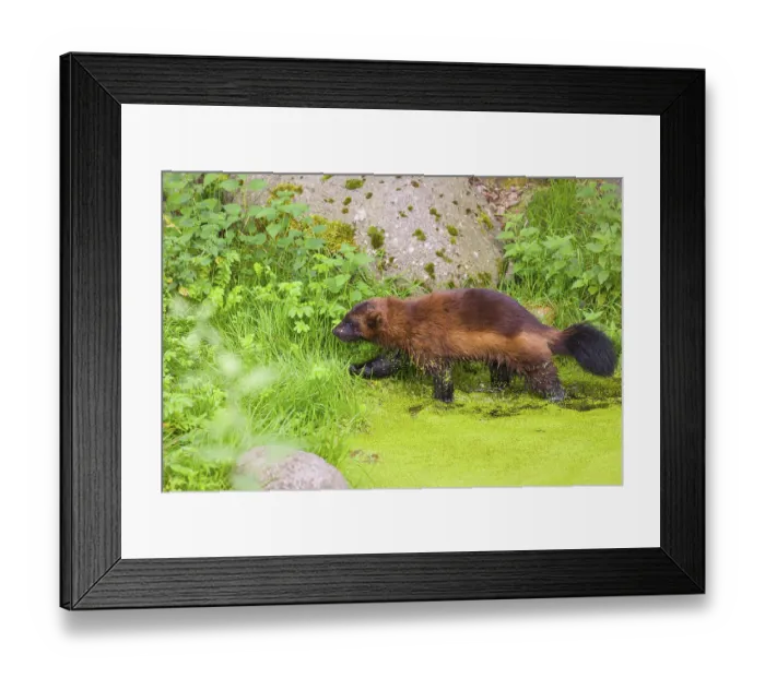 Framed Print : A wolverine, (Gulo gulo), stands in the water of a small pond Framed Print : A wolverine, (Gulo gulo), stands in the water of a small pond