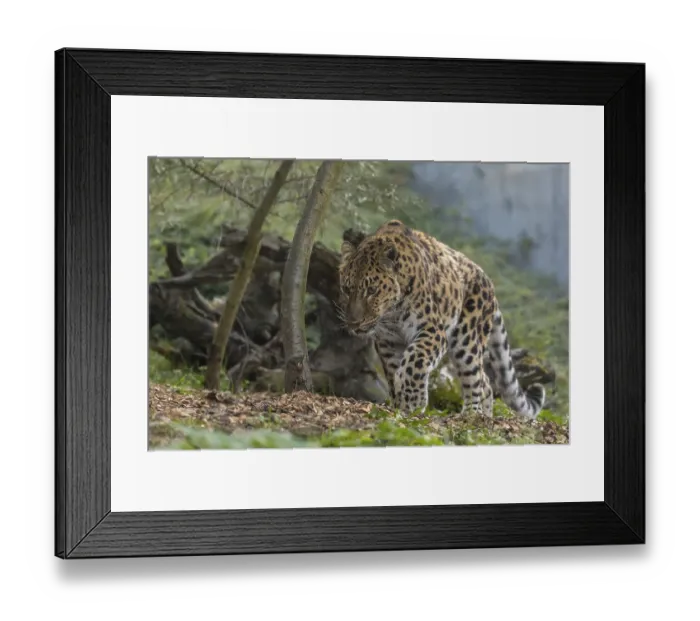 Framed Print : One Amur leopard (Panthera pardus orientalis) walking through green vegetation