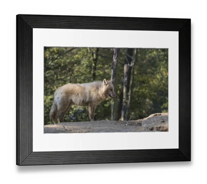 Framed Print : One young Arctic wolf (Canis lupus arctos)