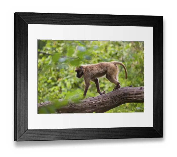 Framed Print : One female Gelada (Theropithecus gelada)