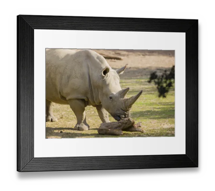 Framed Print : Side view portrait of a white rhinoceros (Ceratotherium simum) in bright sunlight