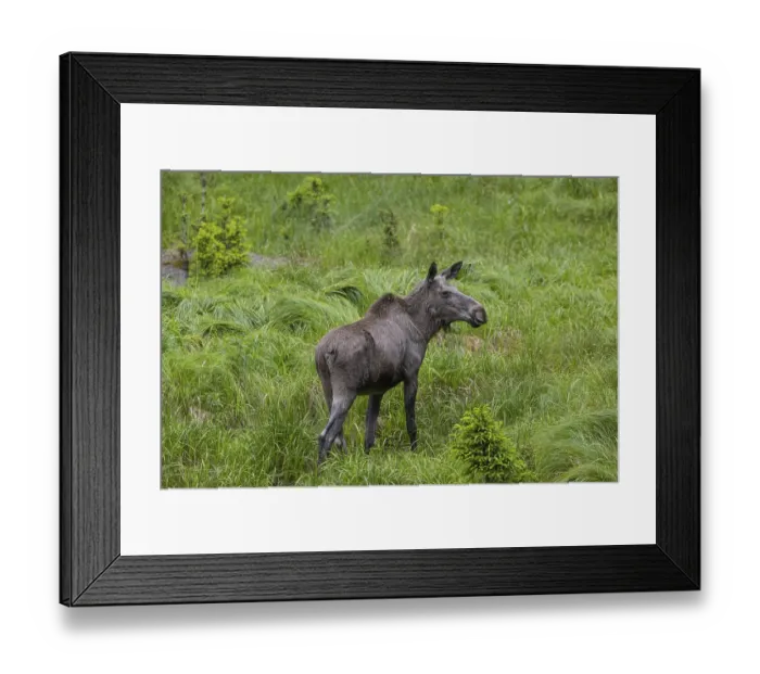 Framed Print : One adult female moose or elk, Alces alces