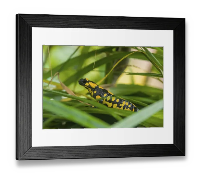 Framed Print : A fire salamander (Salamandra salamandra) rests in tall grass