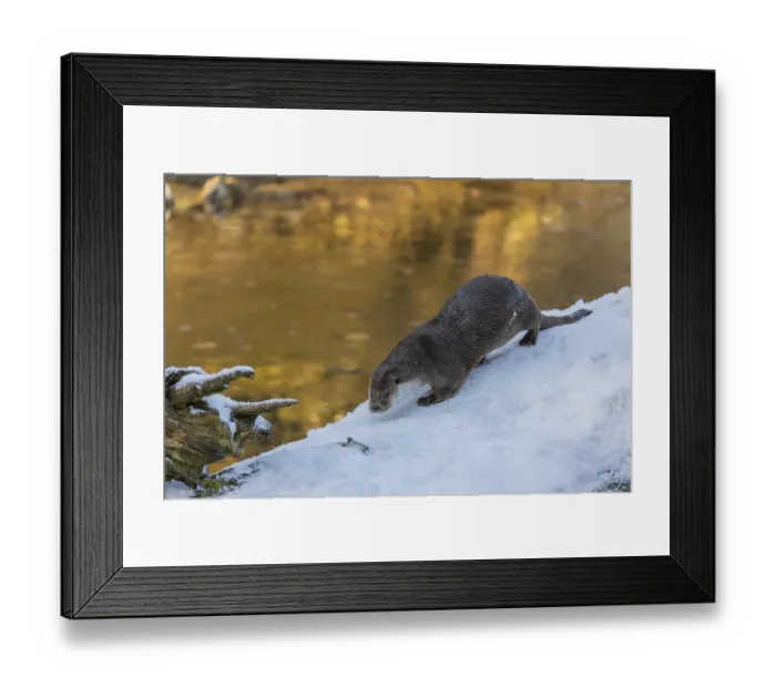 Framed Print : One Eurasian otter (Lutra lutra)