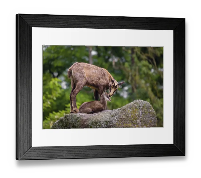 Framed Print : An adult female chamois (Rupicapra rupicapra) and her cub stand on a rock